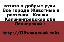 котята в добрые руки - Все города Животные и растения » Кошки   . Калининградская обл.,Пионерский г.